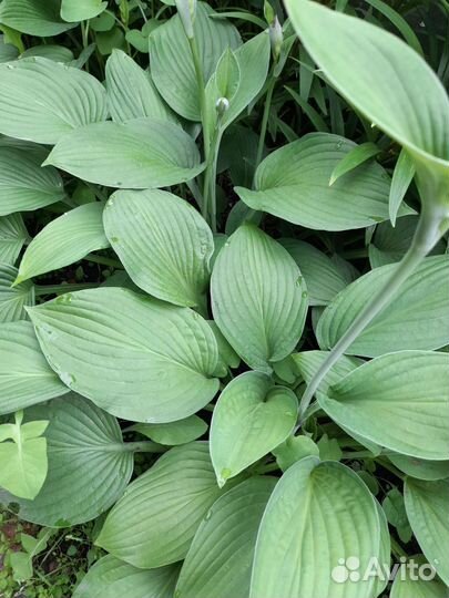 Хоста с каймой и голубая