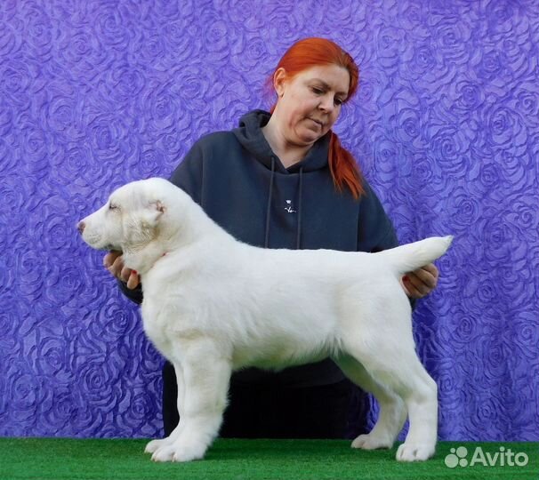 Белая красивая девочка