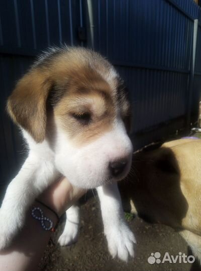 Отдам щенков