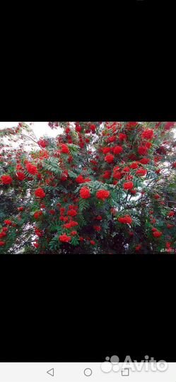 Рябина красная саженцы