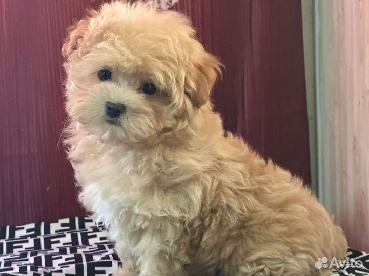 Собака мальтипу f1