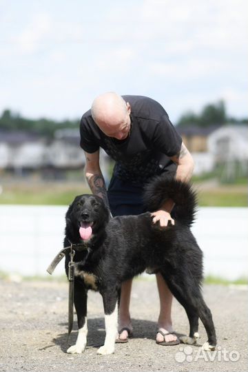 Север в добрые руки