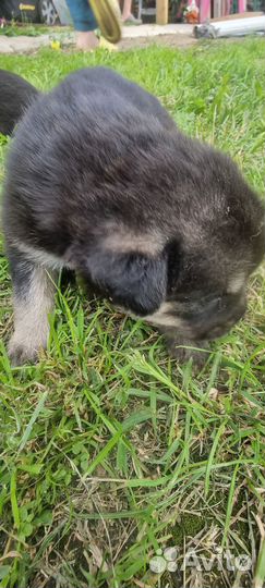 Собаки щенки