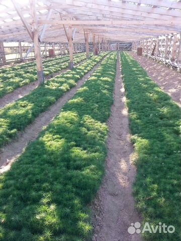 Сеянцы сосны