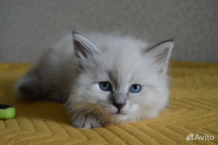 Невская маскарадная