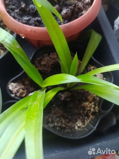 Хлорофитум