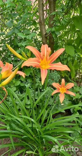 Растения для сада и огорода