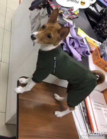 Одежда для собак мелких пород девочек