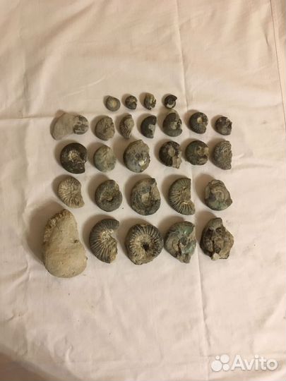 Аммониты набор