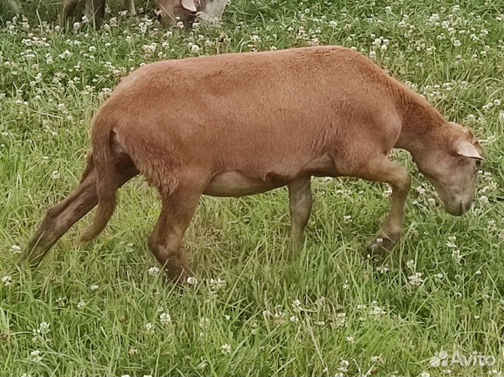 Катумские овцы