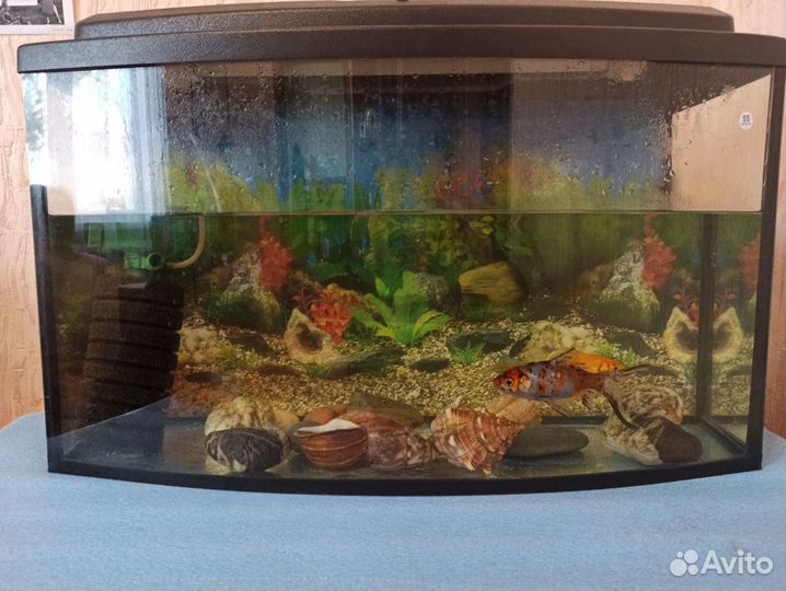 Аквариум