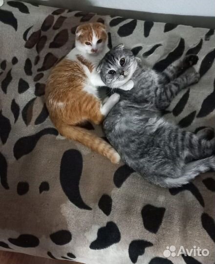 Вислоушки коты