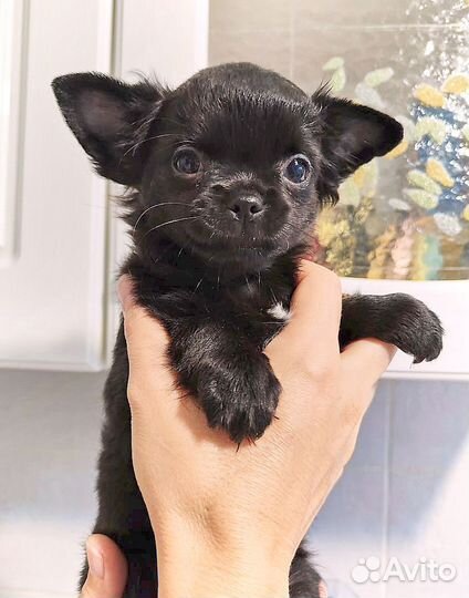 Чихуахуа девочка