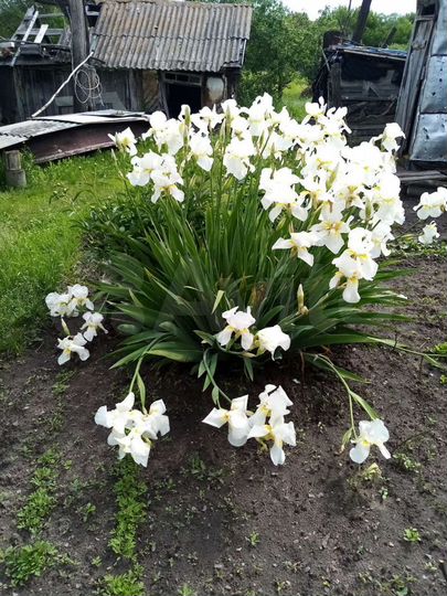 Дом 25 м² на участке 13 сот.