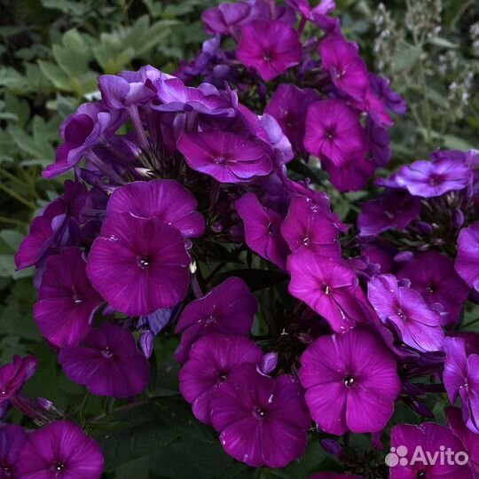 Флоксы многолетние метельчатые сорта