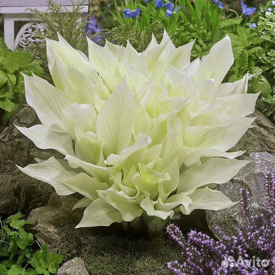 Хоста Белое перо (White Feather)