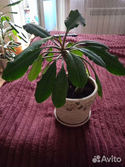 Габитус (плюмерия)