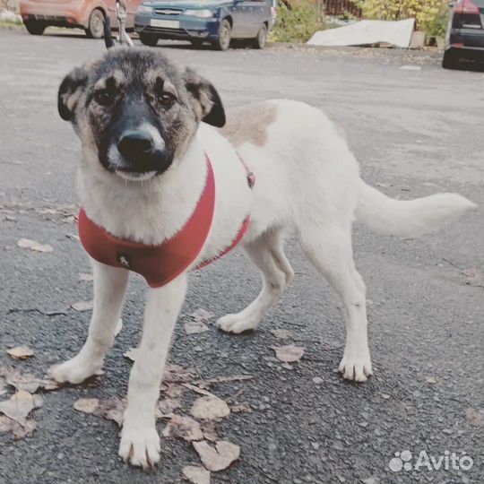 Зайка ищет дом