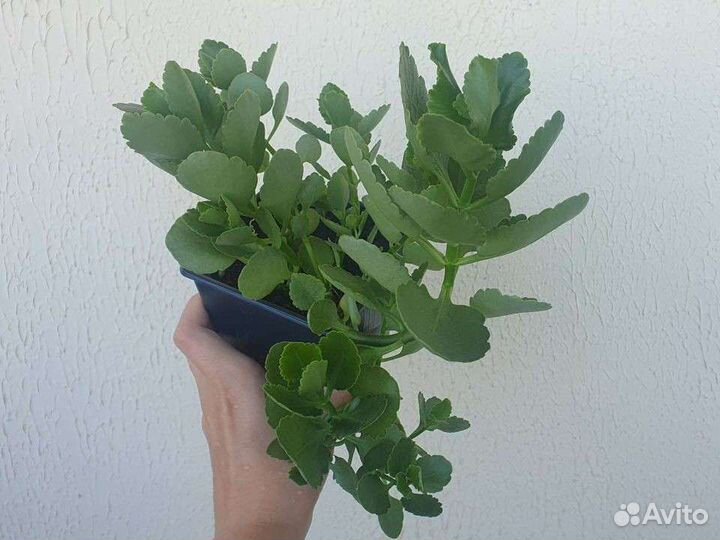 Комнатные цветы. Каланхоэ