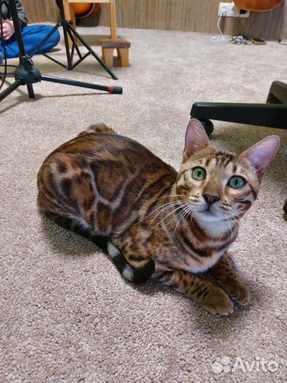 Бенгальский кот на вязку