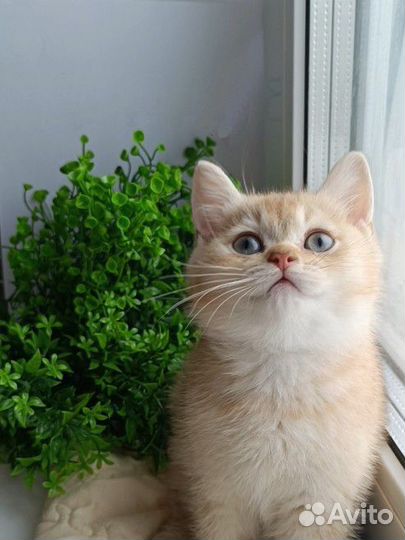 Шотландские котята мальчики шоколадное золото