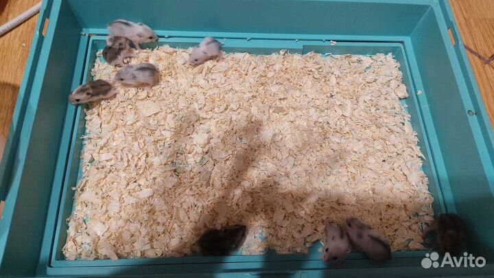 Джунгарские хомячки