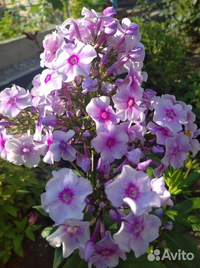 Флоксы многолетние