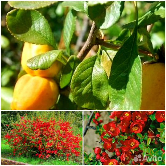 Айва японская