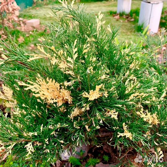 Можжевельник(Juniperus Sabina Variegata) )