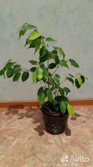 Фикус бенджамина