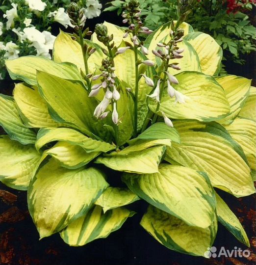 Хоста (Рипли)