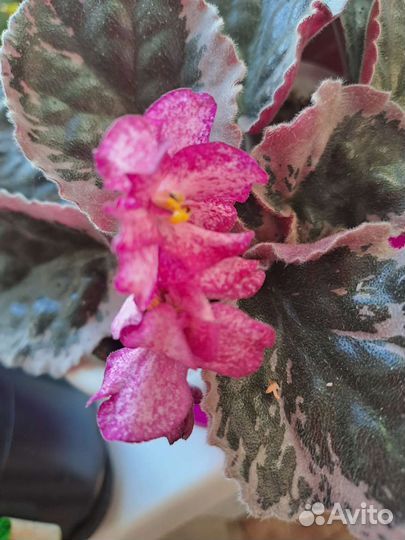 Сортовые фиалки, каланхоэ