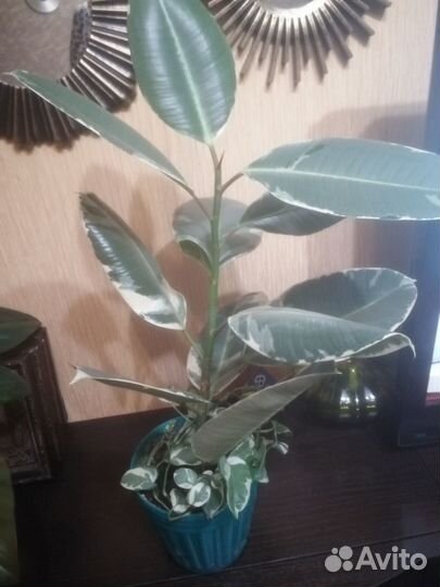 Фикус Эластика