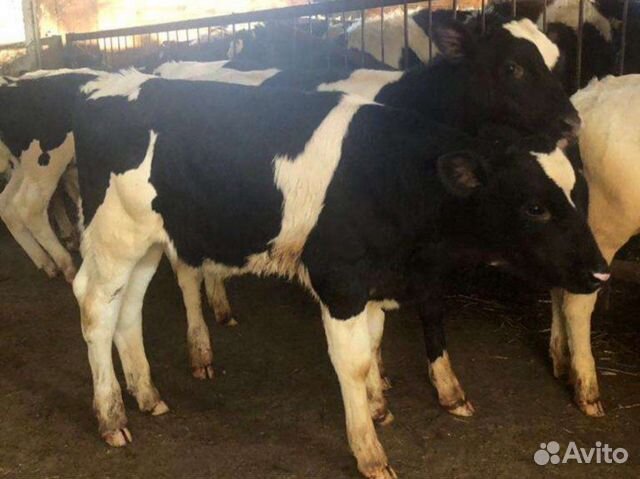 Поле с коровами. Русско-европейская лайка. Авито пугачева животных. Поросята купить. Авито пугачёв саратовская лошади.