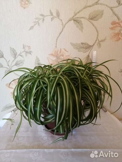 Спатифиллум/хлорофитум