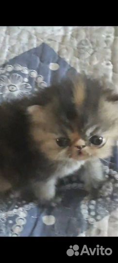 Персидская кошечка