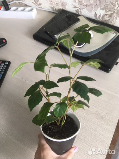 Цессус березка комнатный цветок