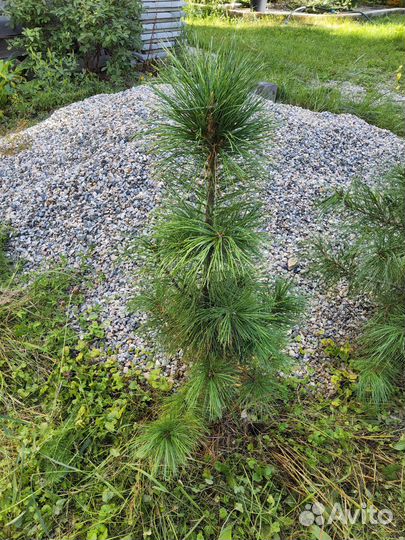 Кедр саженцы