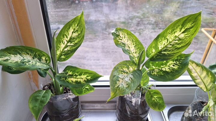 Комнатные цветы