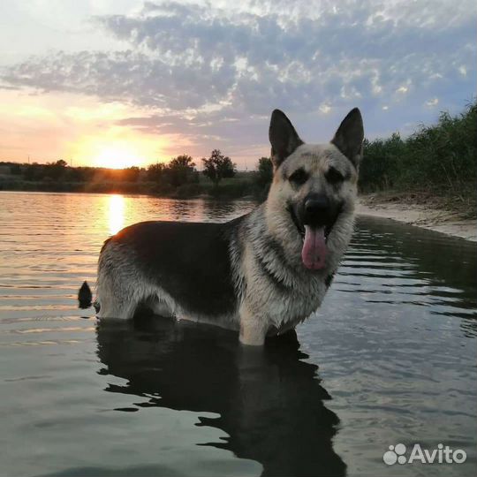 Кобель вео для вязки