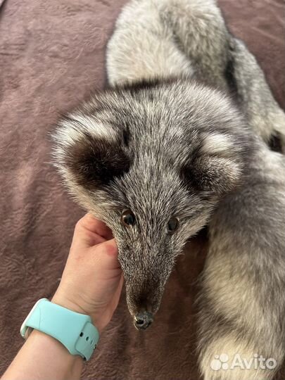 Меховой воротник песец