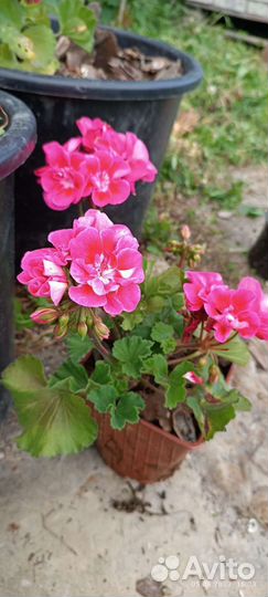 Пеларгония зональная