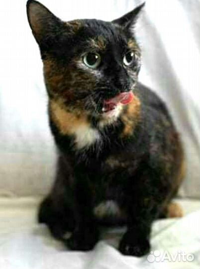 Кошка в дар