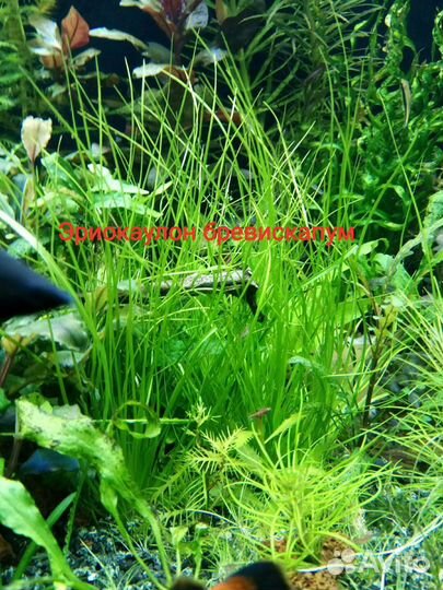 Аквариумные растения