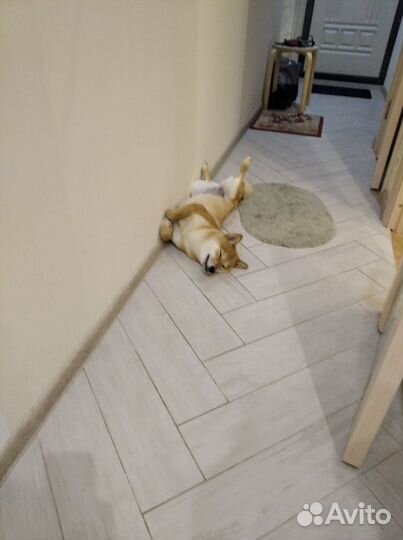 Догситтер, домашняя передержка