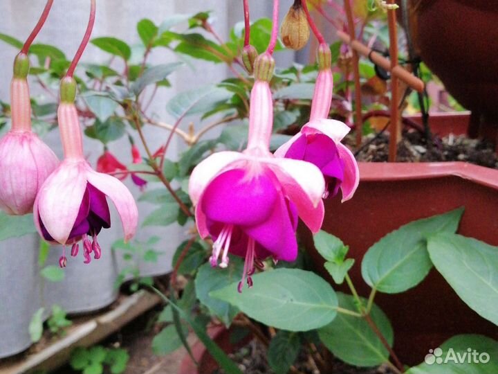 Фуксия ампельная