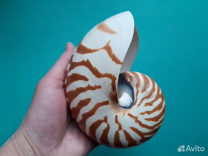 Наутилус Помпилиус Морская раковина 13см юва