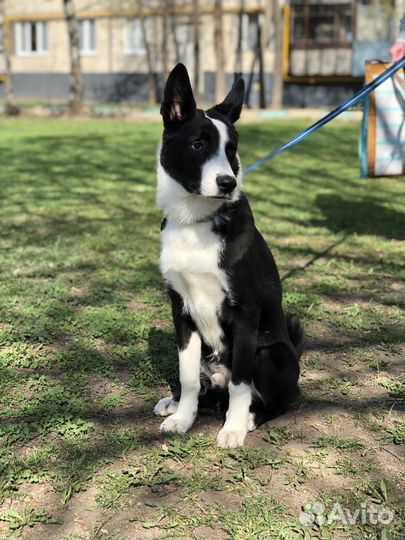 В добрые руки кобель метис лайки