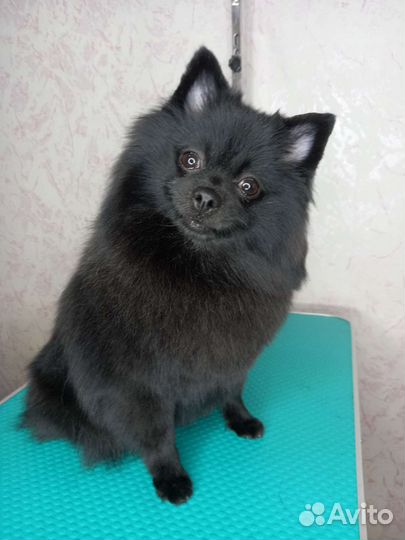 Грумер,стрижка собак, кошек, гигиена, линька