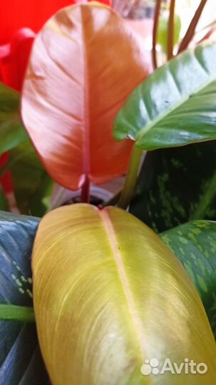 Филодендрон хедерациум,пинг Тонг